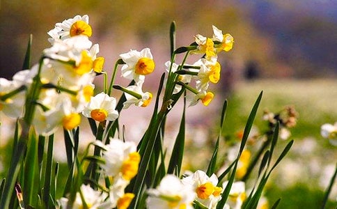 形容水仙花的句子25条