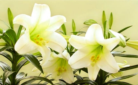 ���ݰٺϻ��ľ���31��