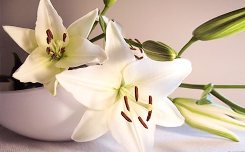 2024�����ݰٺϻ��ľ���17��