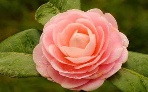 ��дɽ�軨��Ψ������