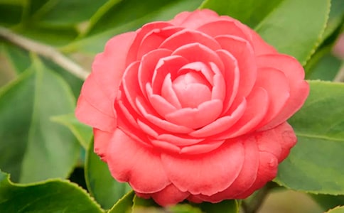 描写茶花的唯美句子