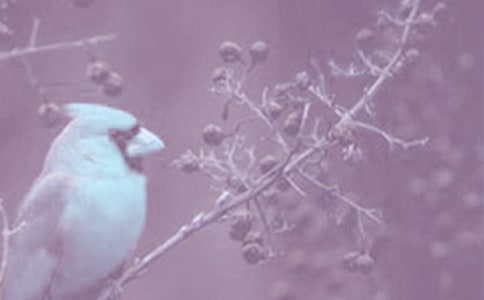 描写动植物特点的优美句子