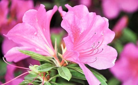 2025�����ݶž黨�ľ���38��