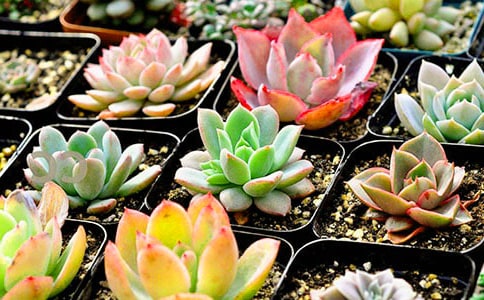 关于养多肉的心情说说