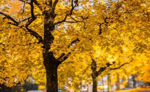 ���ڷ羰��˵˵