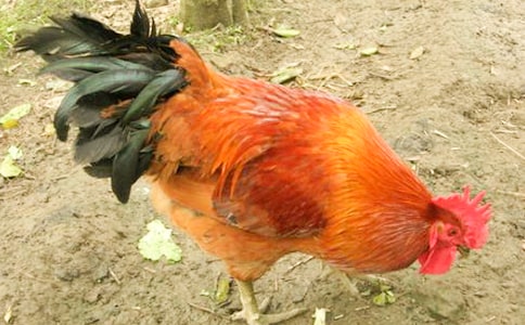 ��д�󹫼��ľ���