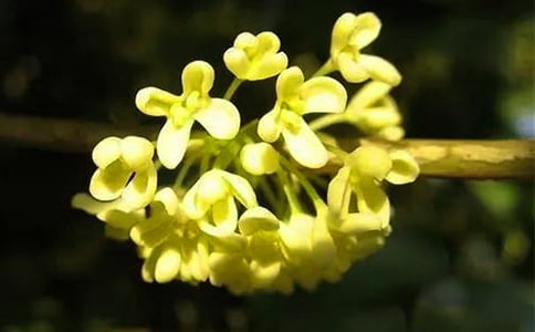 2024�꾫ѡ���ݹ𻨵ľ���21��