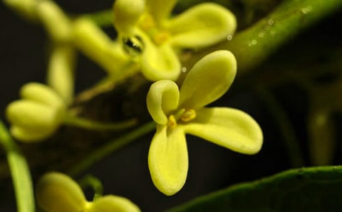 ��д�𻨵�Ψ������