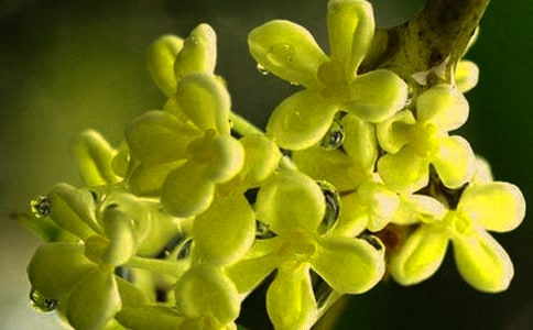 描写桂花的句子