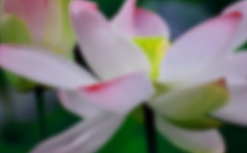 ���ںɻ��ľ���