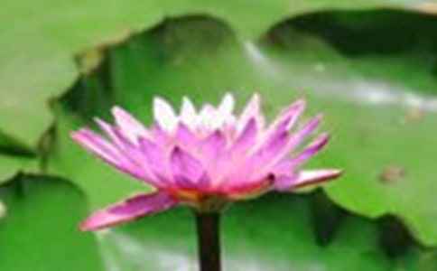 2024年精选形容荷花的句子锦集43条