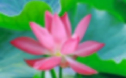 形容荷花的句子大汇总69句