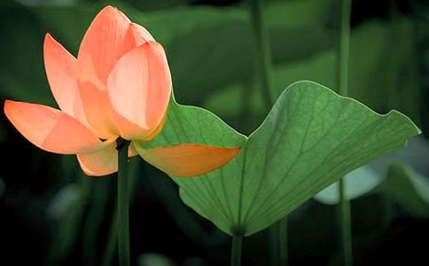 ��ѡ���ݺɻ��ľ��Ӵ󼯺�65��