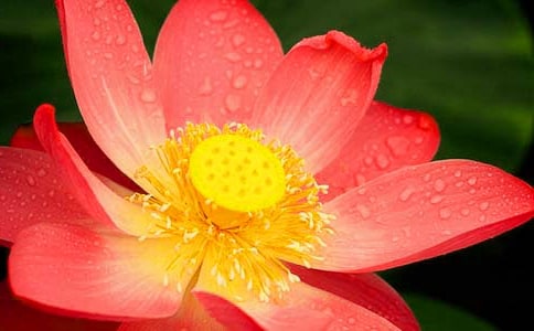 通用形容荷花的句子35条