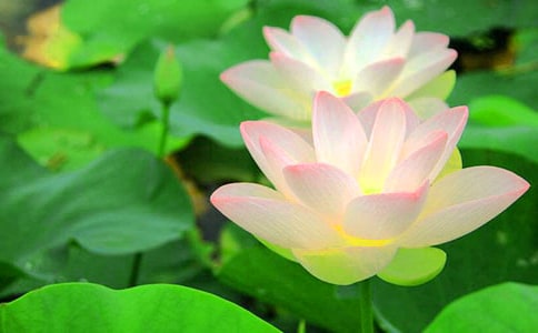 2024年通用形容荷花的句子集合31条