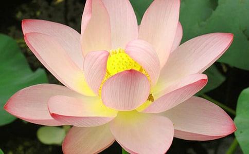 精选形容荷花的句子大汇总56句