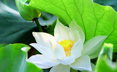 ��ѡ���ݺɻ��ľ��Ӵ����51��