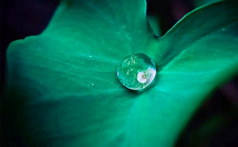 ���ں�Ҷ�ľ���