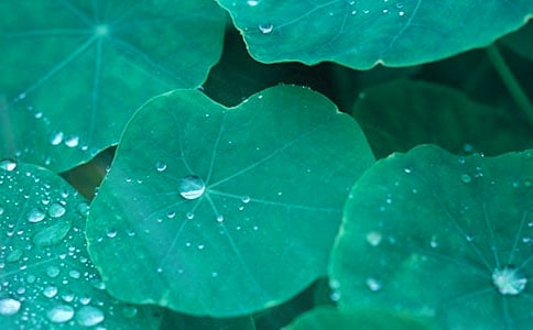 ������Ҷ����������