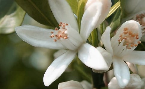 经典花朵优美句子汇编65句