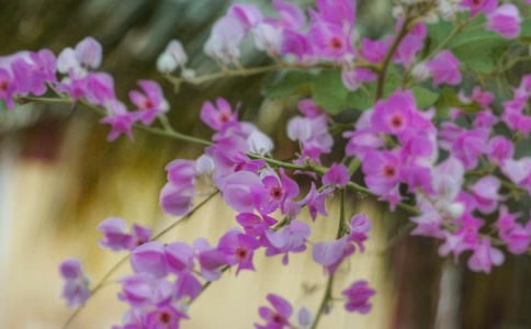 经典花朵优美句子合集56条