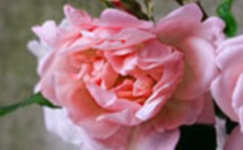 ���仨����������ժ¼30��