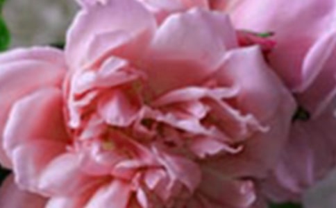 2021年经典花朵优美句子摘录36句