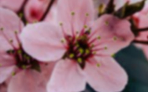 2021年经典花朵优美句子锦集38句