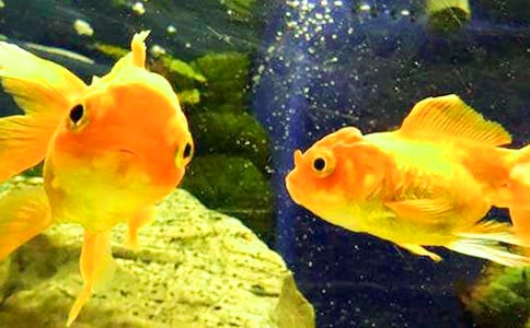 ���ڽ����Ψ������