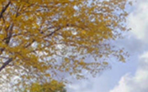 ����������ɫ�ľ���12��