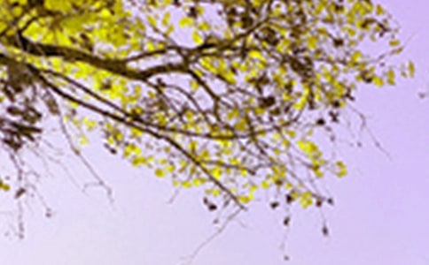 描写景色的好诗句