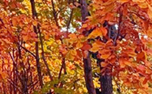 ��ɫ����˵˵