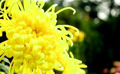 2024�꾫ѡ���ݾջ��ľ���32��