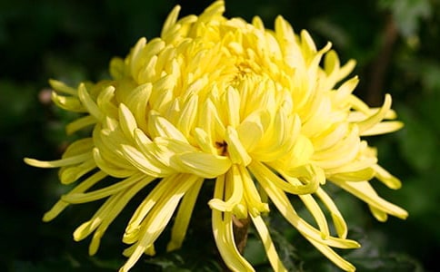 д�ջ�Ʒ�ʵĶ���ժ��