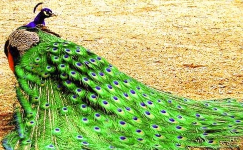 ��д��ȸ�����ľ���