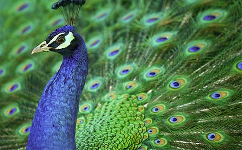 有关描写孔雀外貌的片段