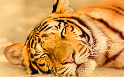 ���ϻ����ȵ�����˵˵