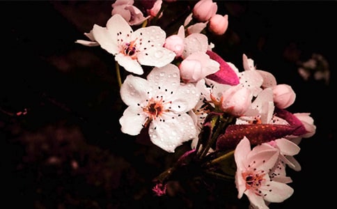 形容梨花的句子锦集30条