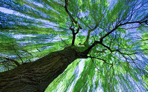 ���������ľ��ӻ��49��