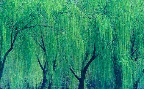 2025年有关形容柳树的句子44句