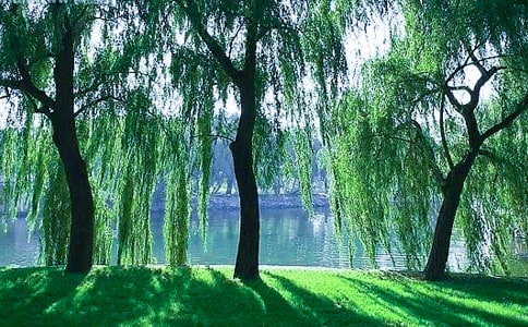 精选形容柳树的句子22条