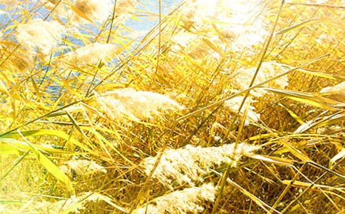 «έ��Ψ������