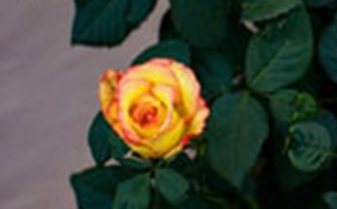 赞美玫瑰的句子