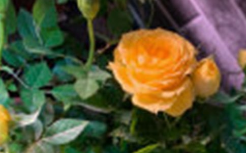 ����õ�廨�ľ���19��