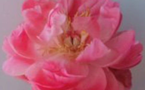 �й�õ�廨��Ψ������