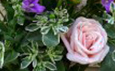 ����õ�廨�ľ���20��