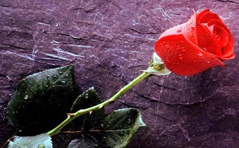 ����õ�廨�ľ���14��