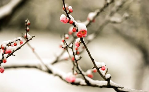 2024�꾭������÷���ľ���34��