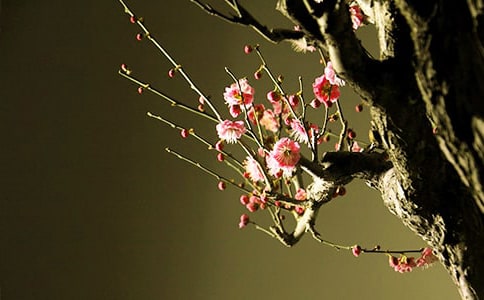 ��÷�������ʫ������Щ_����ʫ��