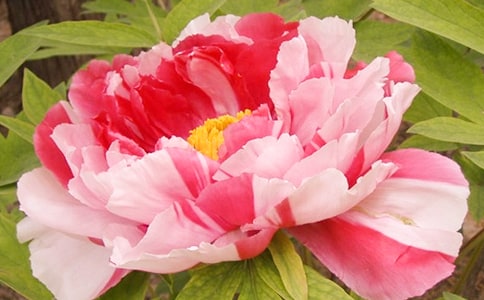 2023������ĵ�����ľ���17��